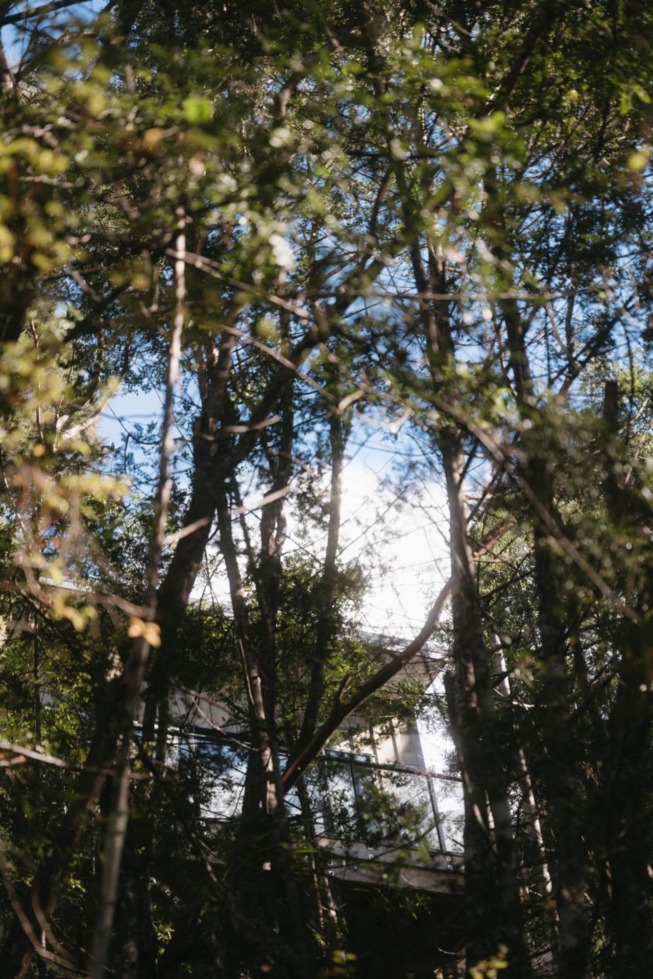 Treetop Tranquility At Rekindle Tree Houses Opua Ngoại thất bức ảnh